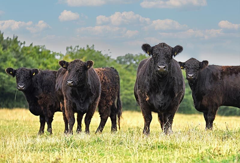 Fünf schwarze Gallowayrinder auf Wiese, dahinter Bäume